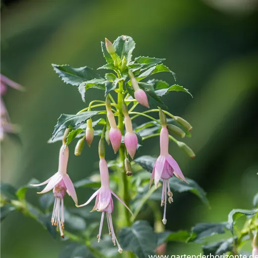 Fuchsie Fuchsie