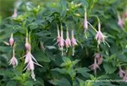 Fuchsie