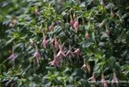 Fuchsie