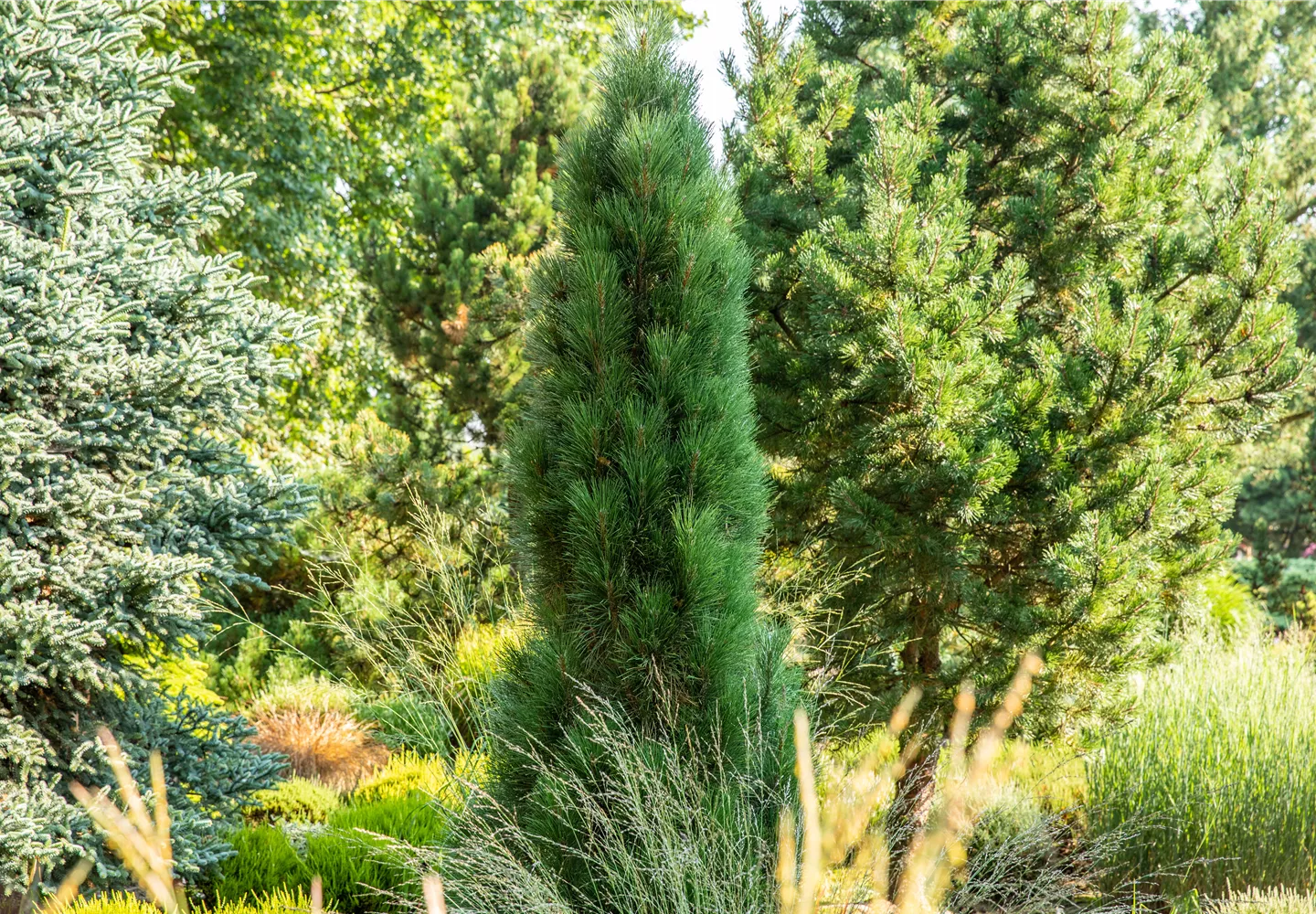 Pinus nigra 'Green Tower' Pinus nigra 'Green Tower'