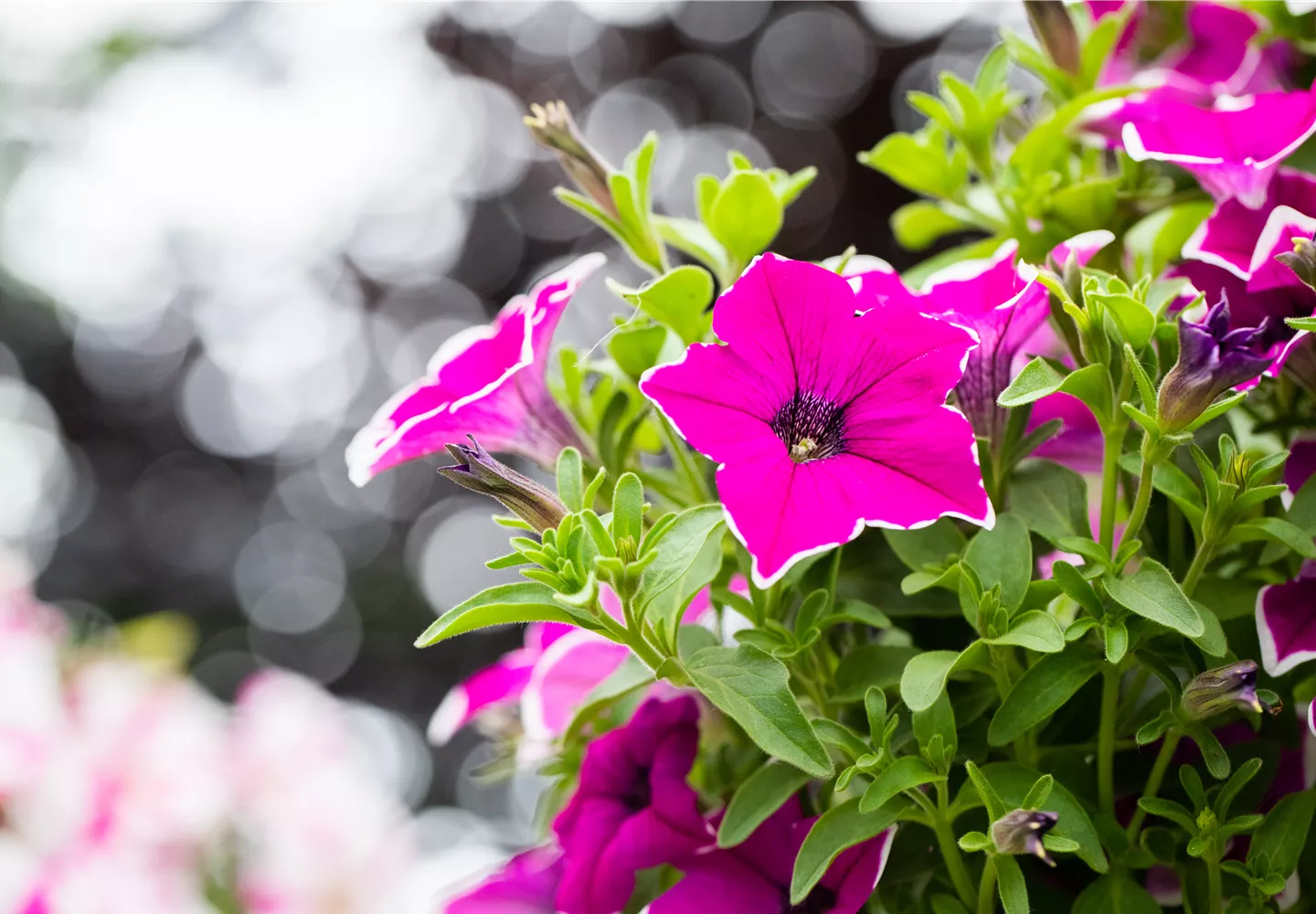 Petunia 'Surprise Magenta Halo' Petunia 'Surprise Magenta Halo'
