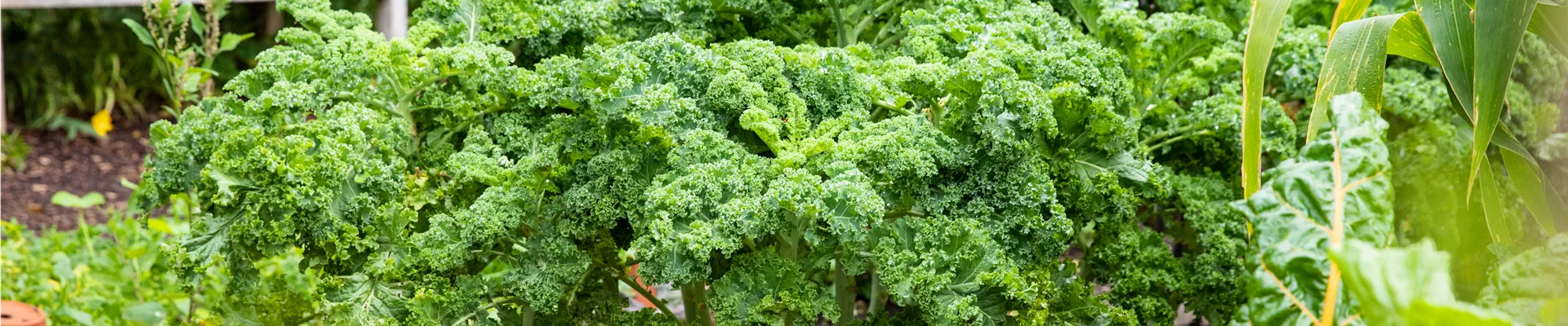 Brassica oleracea var. sabellica