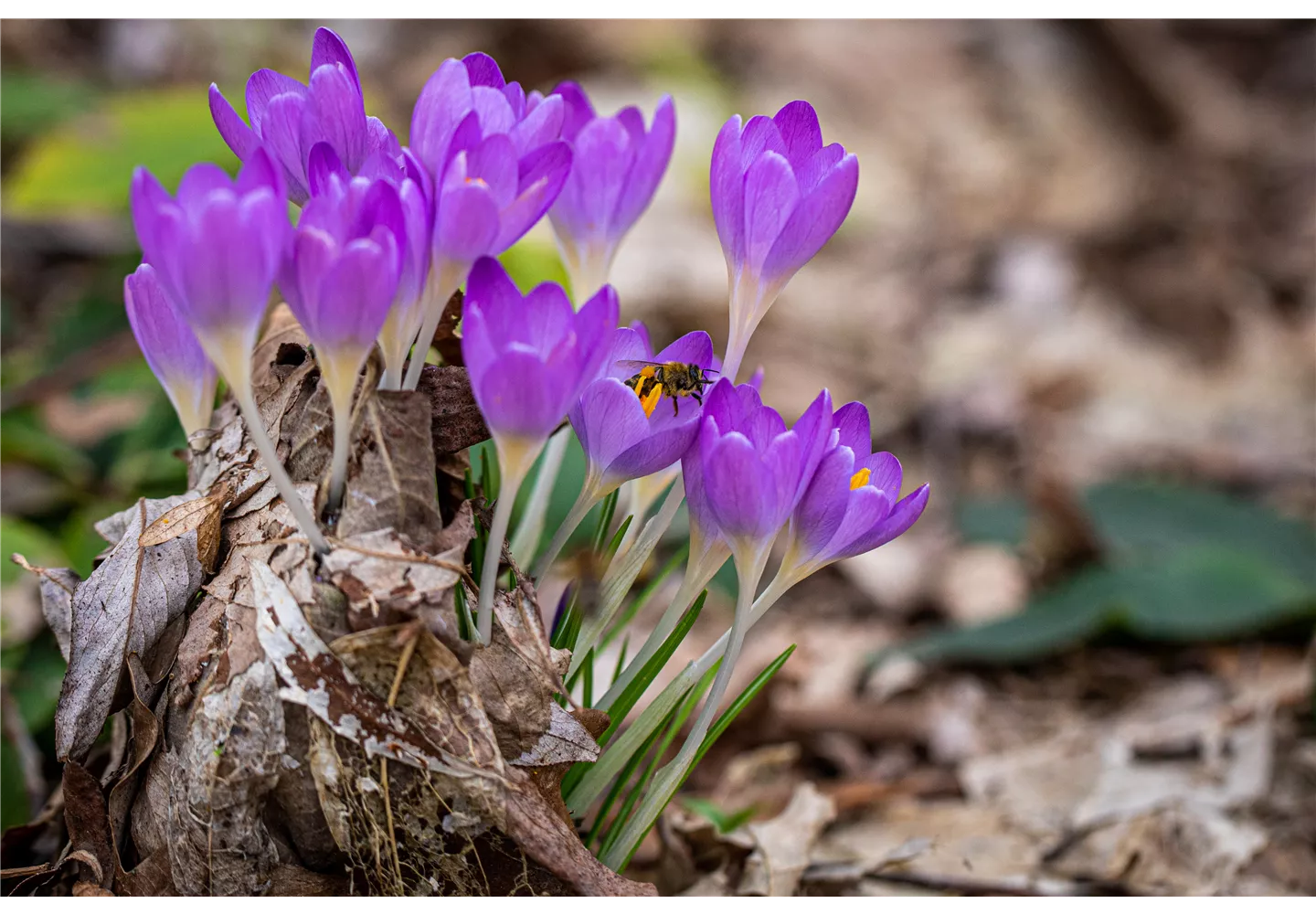 Biene auf Krokus Biene auf Krokus