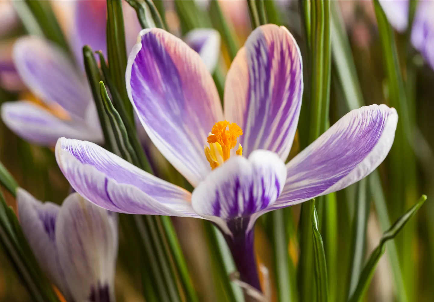 Crocus chrysanthus Crocus chrysanthus