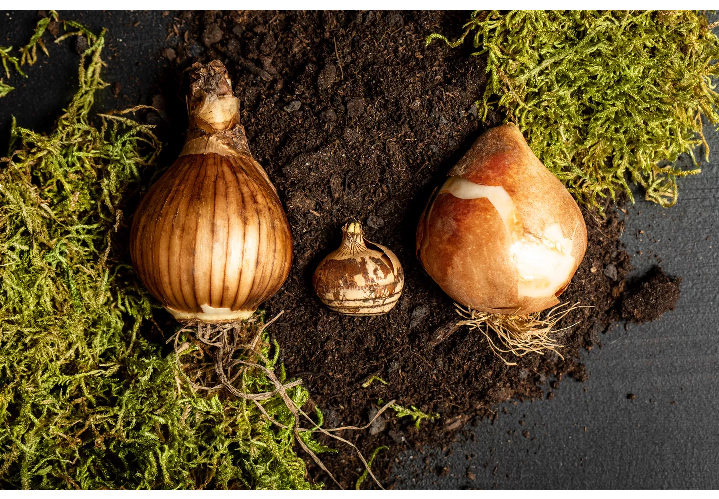Verschiedene Blumenzwiebeln Verschiedene Blumenzwiebeln