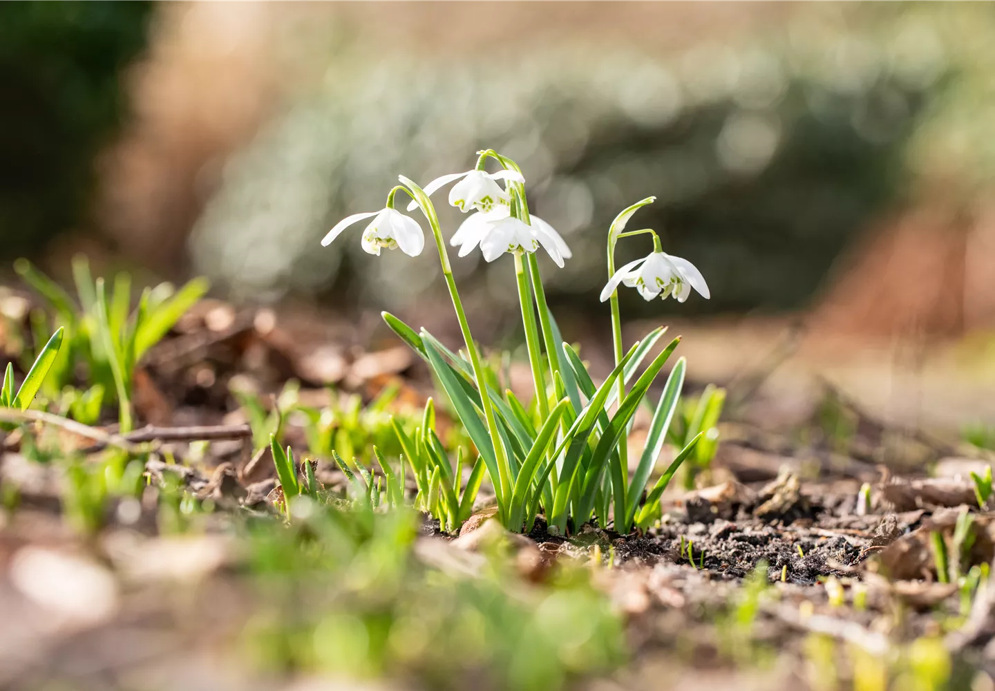 Galanthus nivalis 'Flore Pleno' Galanthus nivalis 'Flore Pleno'