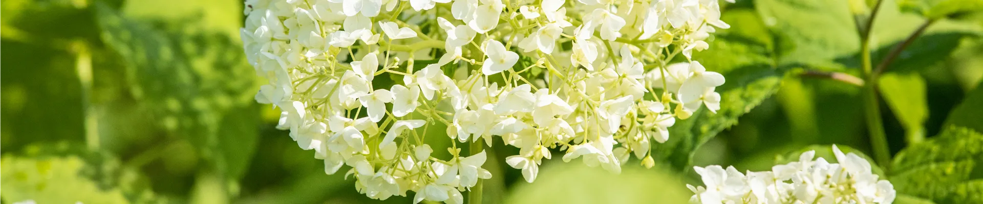Hydrangea arborescens 'Annabelle'