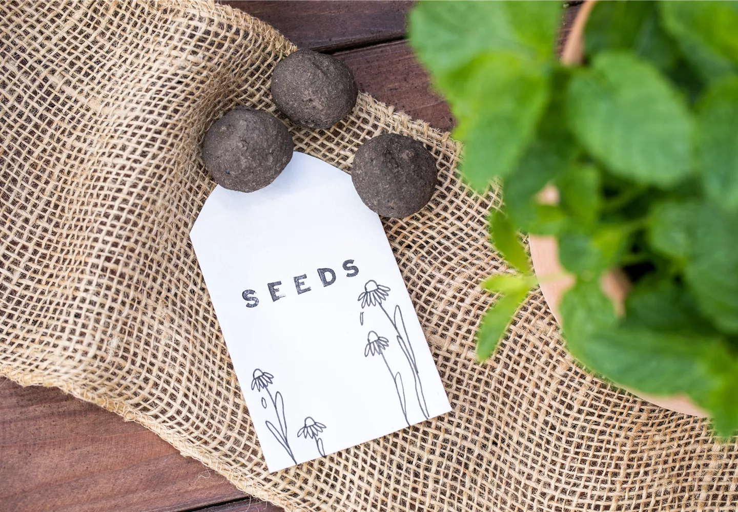 Aussaat - Seedbombs Aussaat - Seedbombs