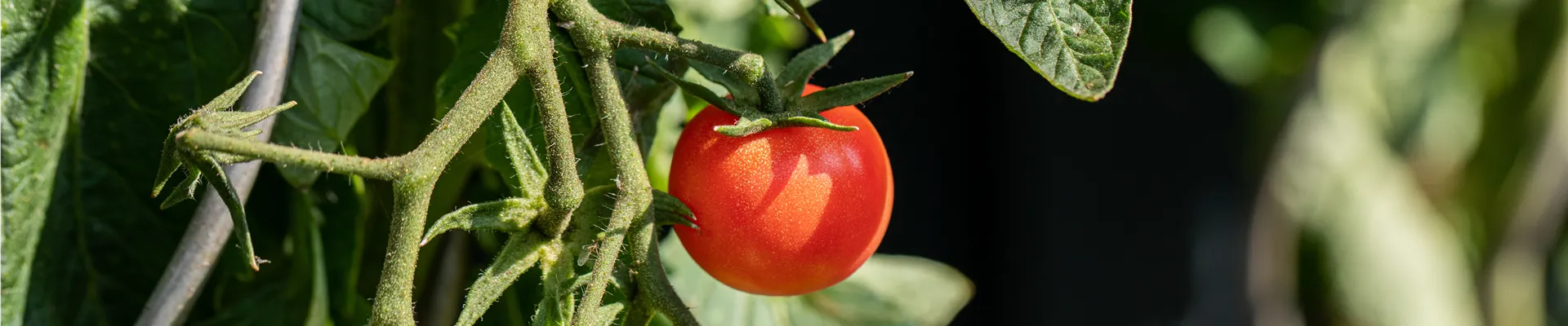 Solanum lycopersicum