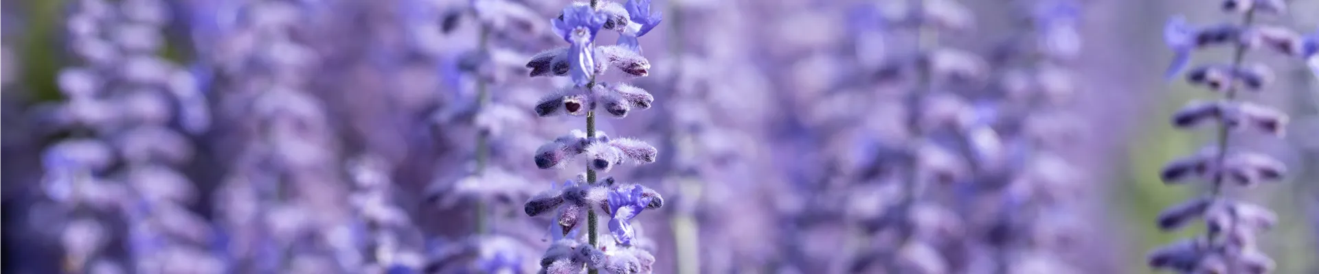 Perovskia atriplicifolia 'Lacey Blue'®