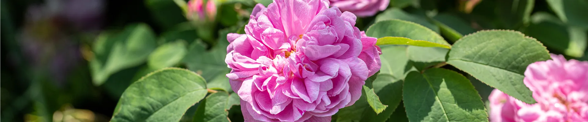 Rosa rugosa gefüllt