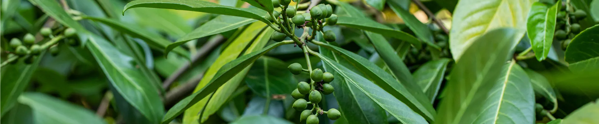 Prunus laurocerasus