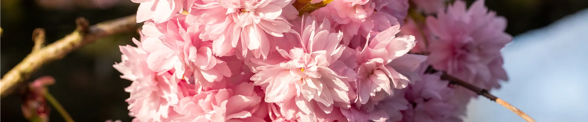 Prunus serrulata 'Kanzan'
