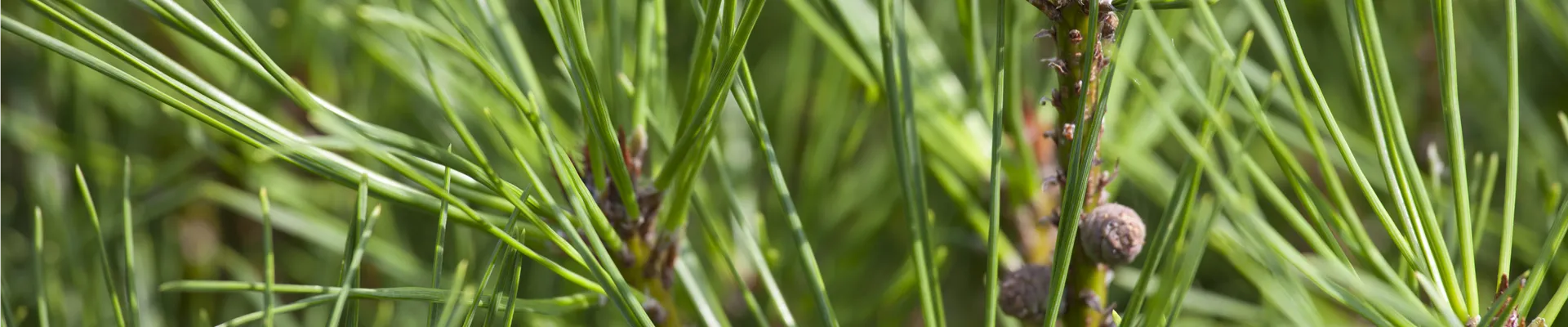 Pinus densiflora 'Alice Verkade'