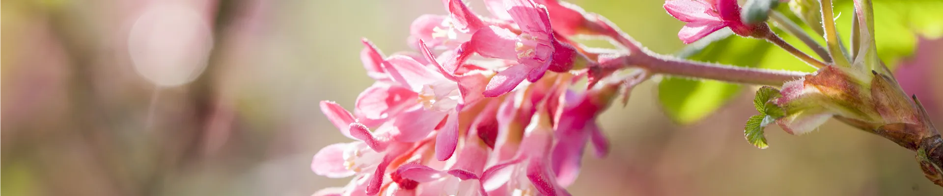 Ribes sanguineum 'King Edward VII'
