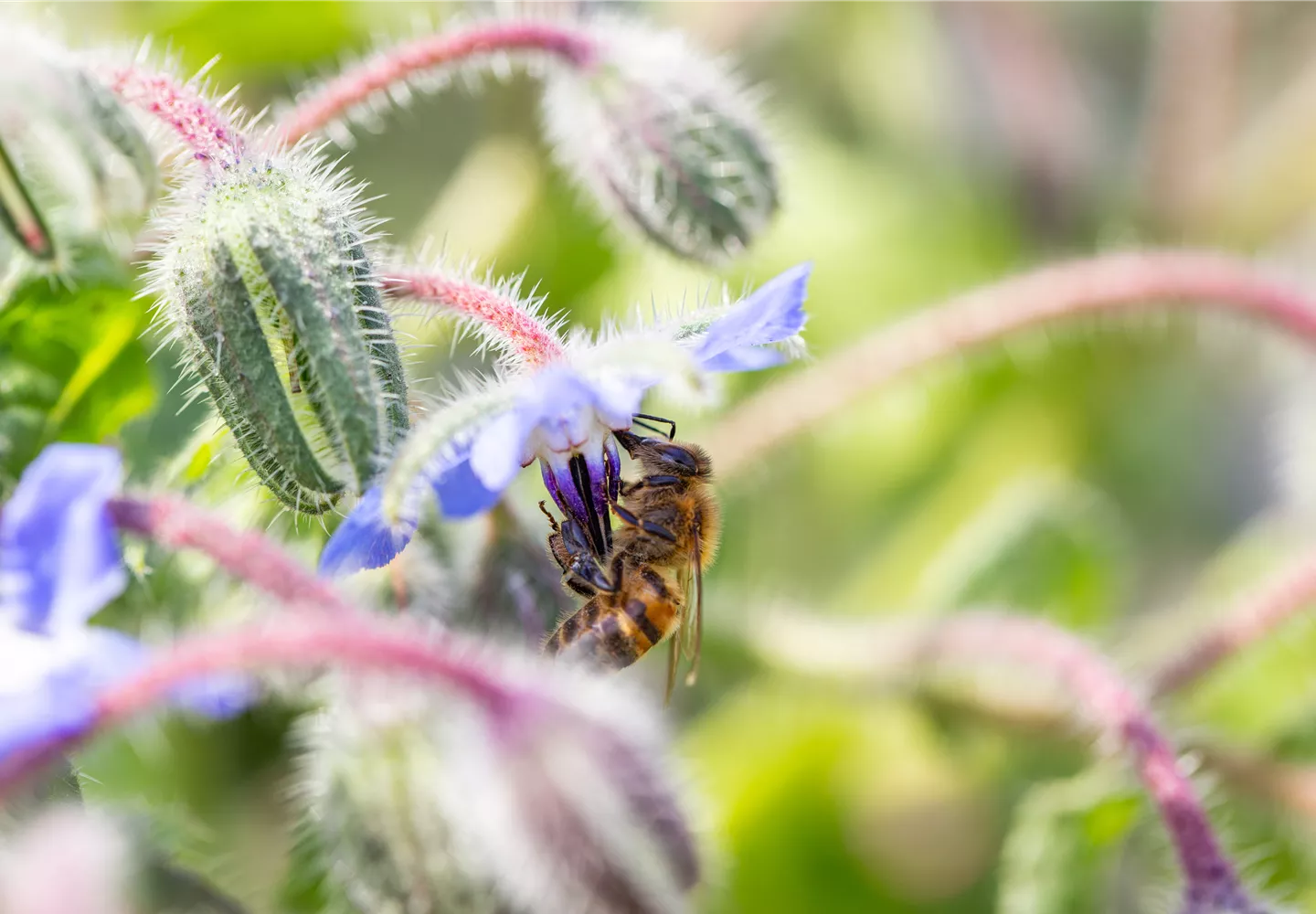 Borago officinalis Borago officinalis