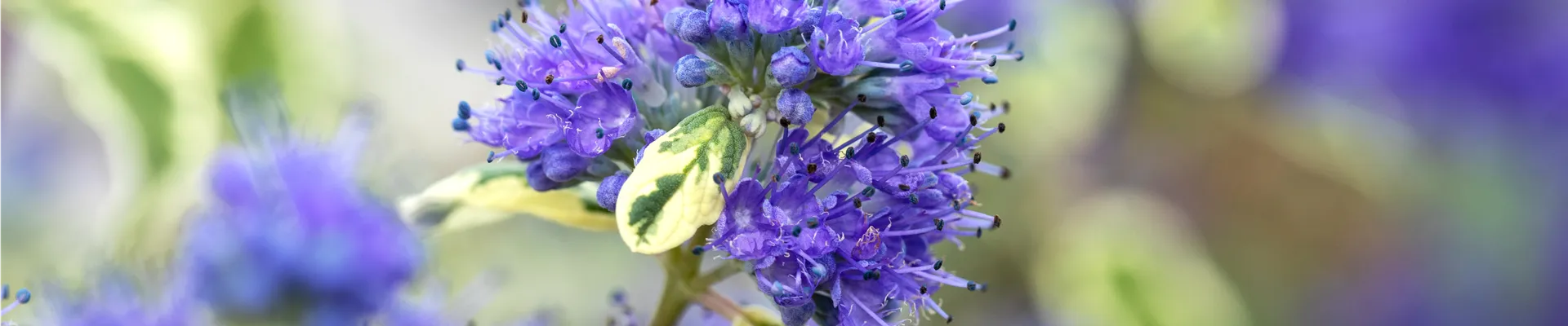 Caryopteris clandonensis 'White Surprise'