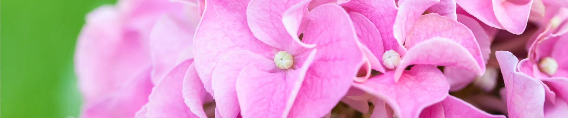 Hydrangea macrophylla, rosa