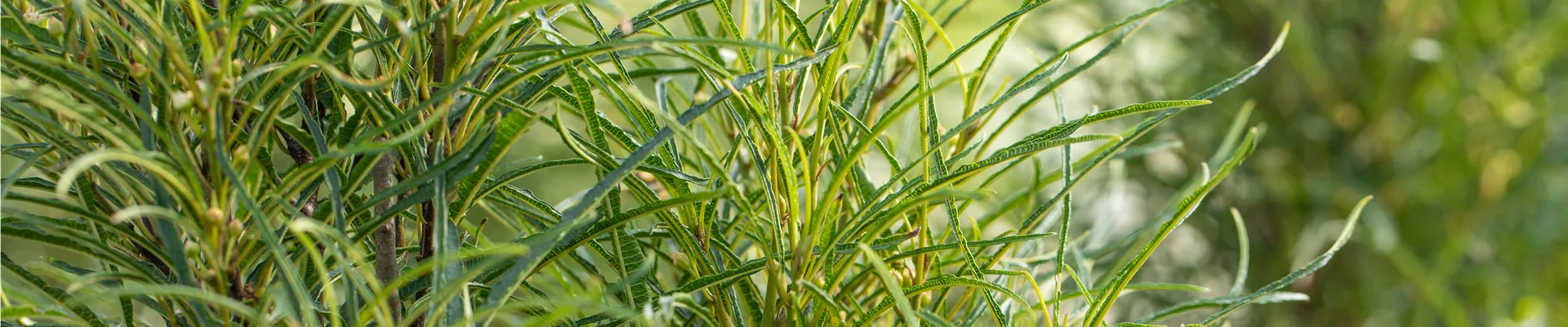 Frangula alnus 'Fine Line'®