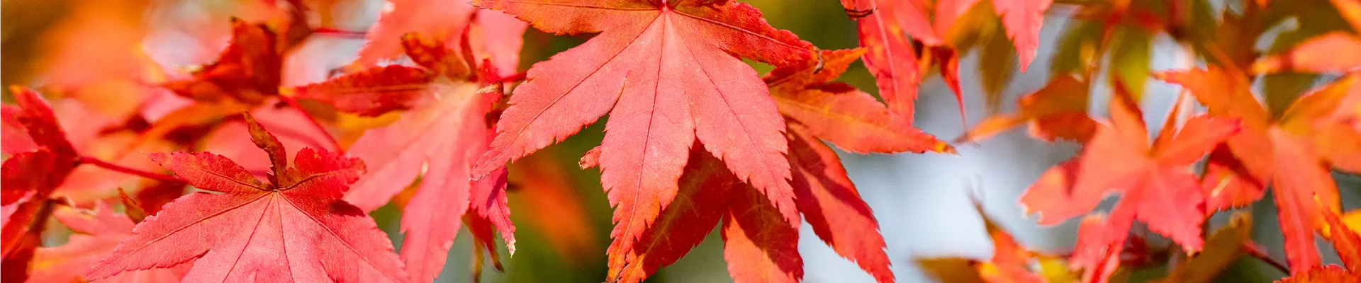 Ahorn - Herbstlaub