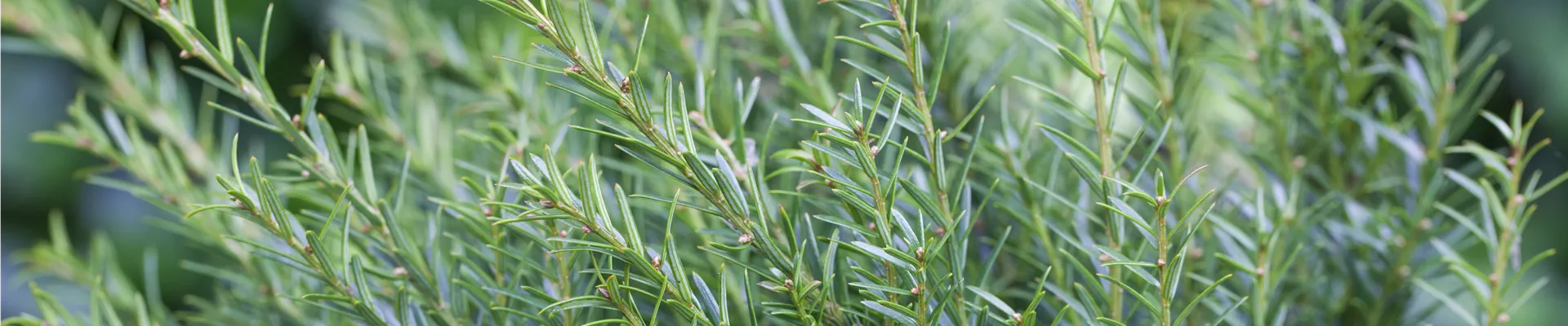 Taxus baccata 'Renke´s Kleiner Grüner'®