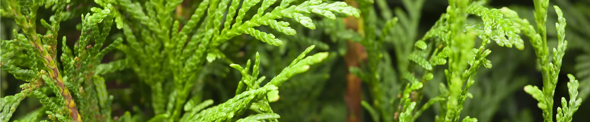 Thuja plicata 'Martin'