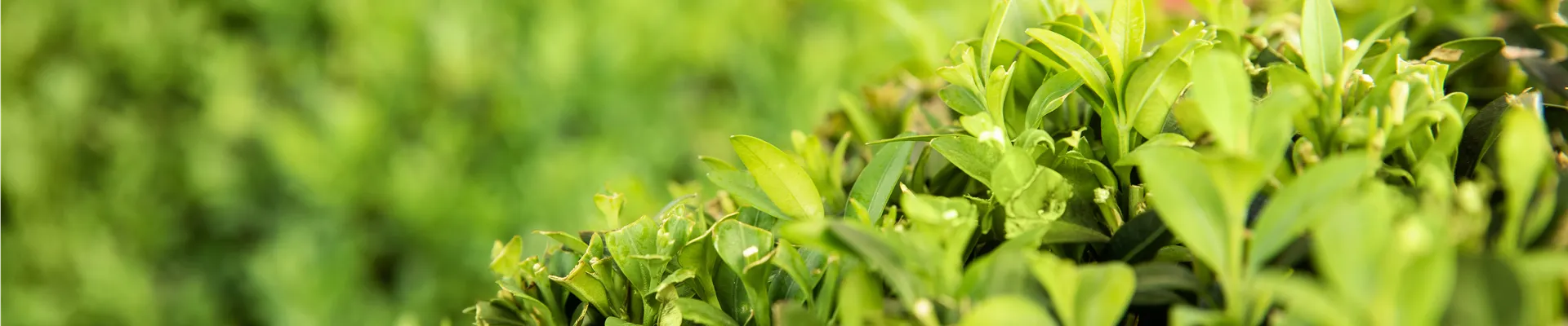 Ligustrum ovalifolium