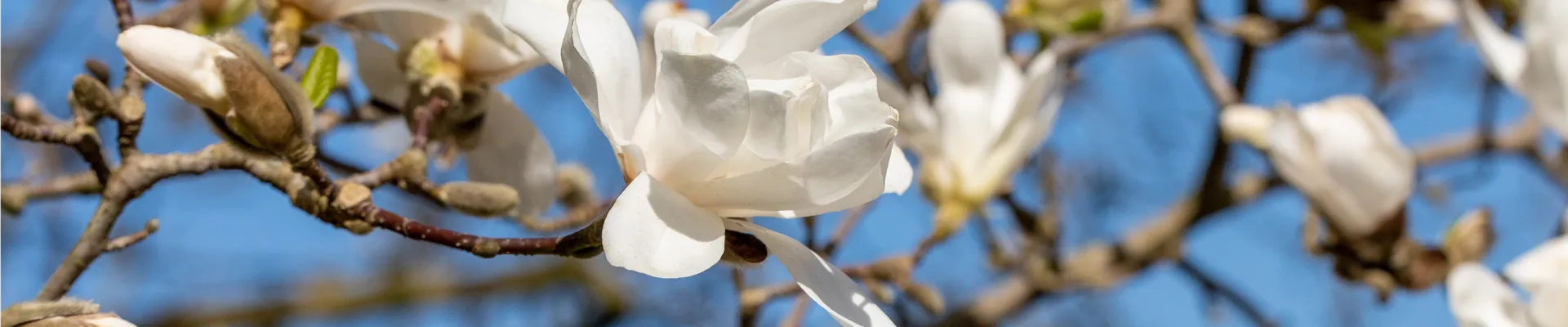 Magnolia x loebneri 'Merrill'