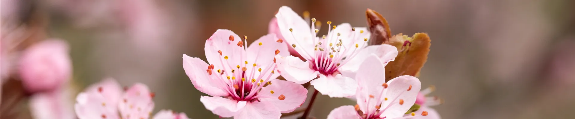 Prunus cerasifera 'Nigra'
