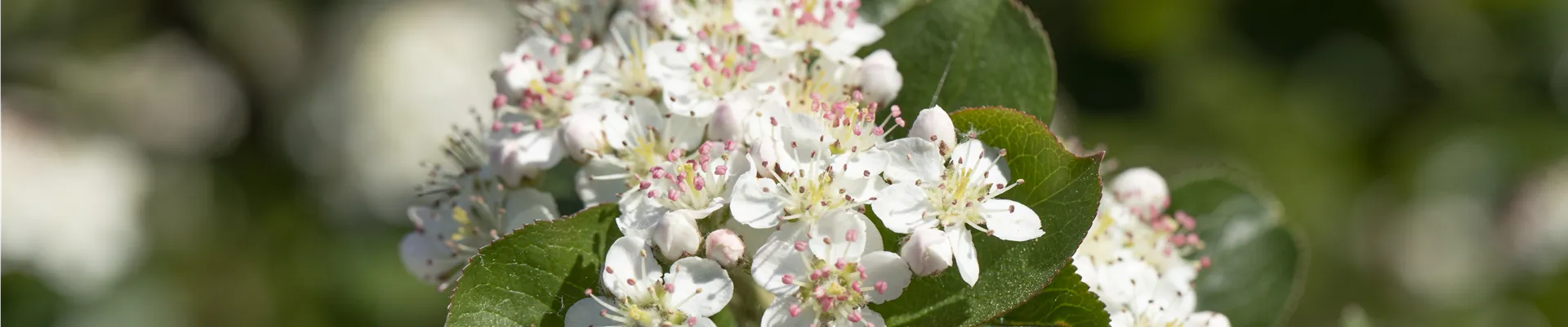 Aronia x prunifolia 'Viking'