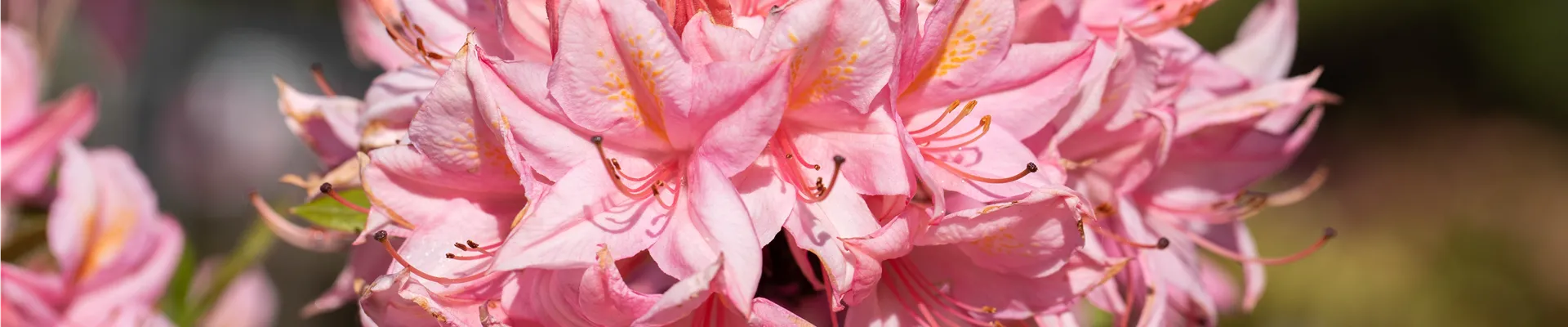 Rhododendron rustica