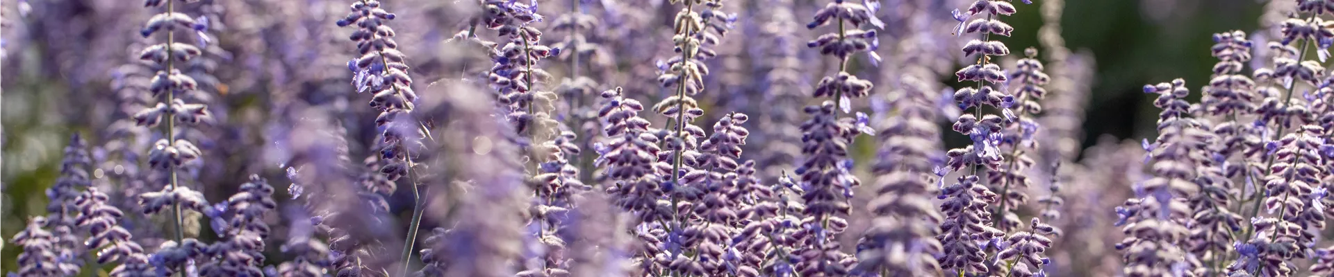 Perovskia atriplicifolia 'Lacey Blue'®