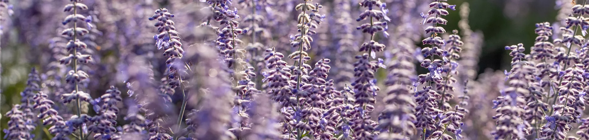 Perovskia atriplicifolia 'Lacey Blue'®