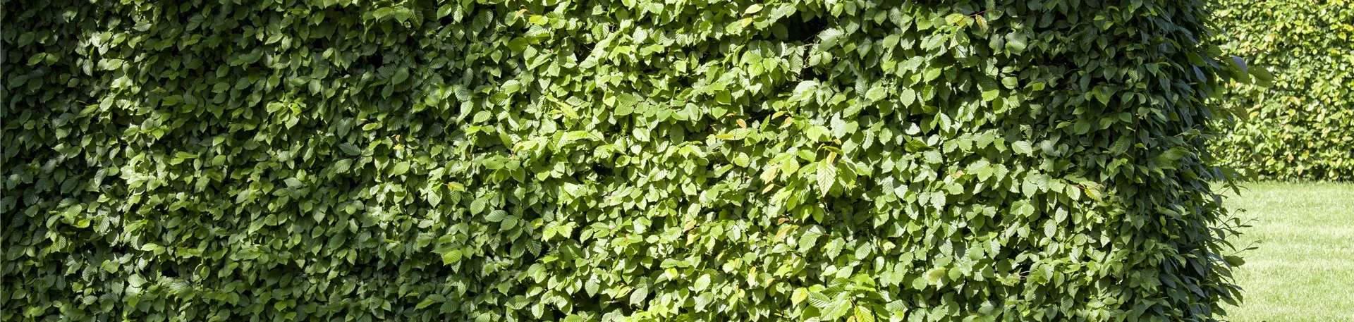 Carpinus betulus