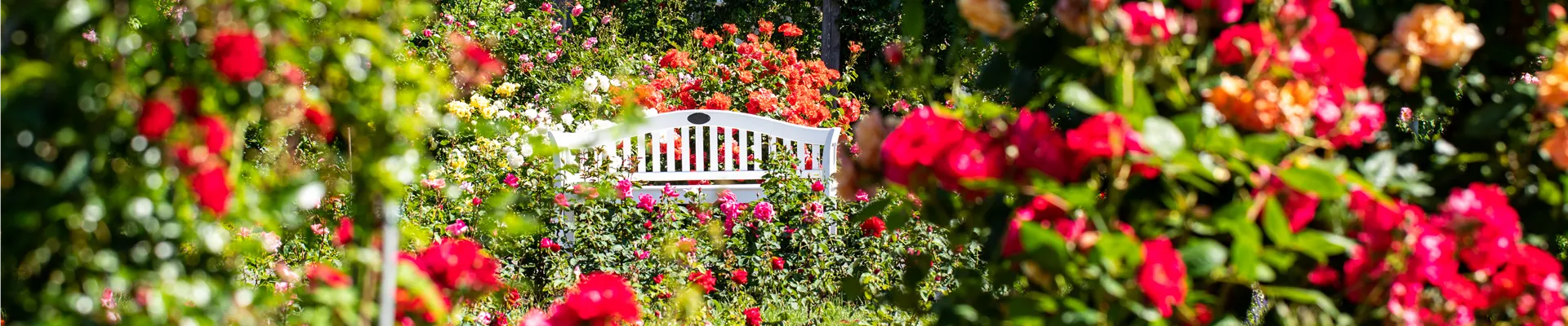 Rosengarten