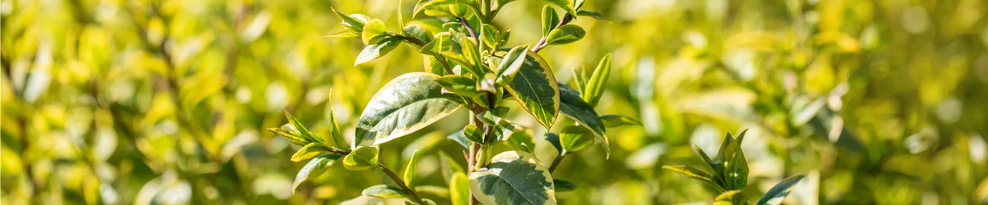 Ligustrum ovalifolium 'Aureum'