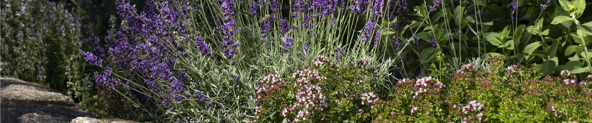 Steingarten mit Lavendel