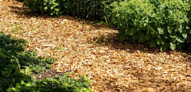 Rindenmulchweg Rindenmulchweg