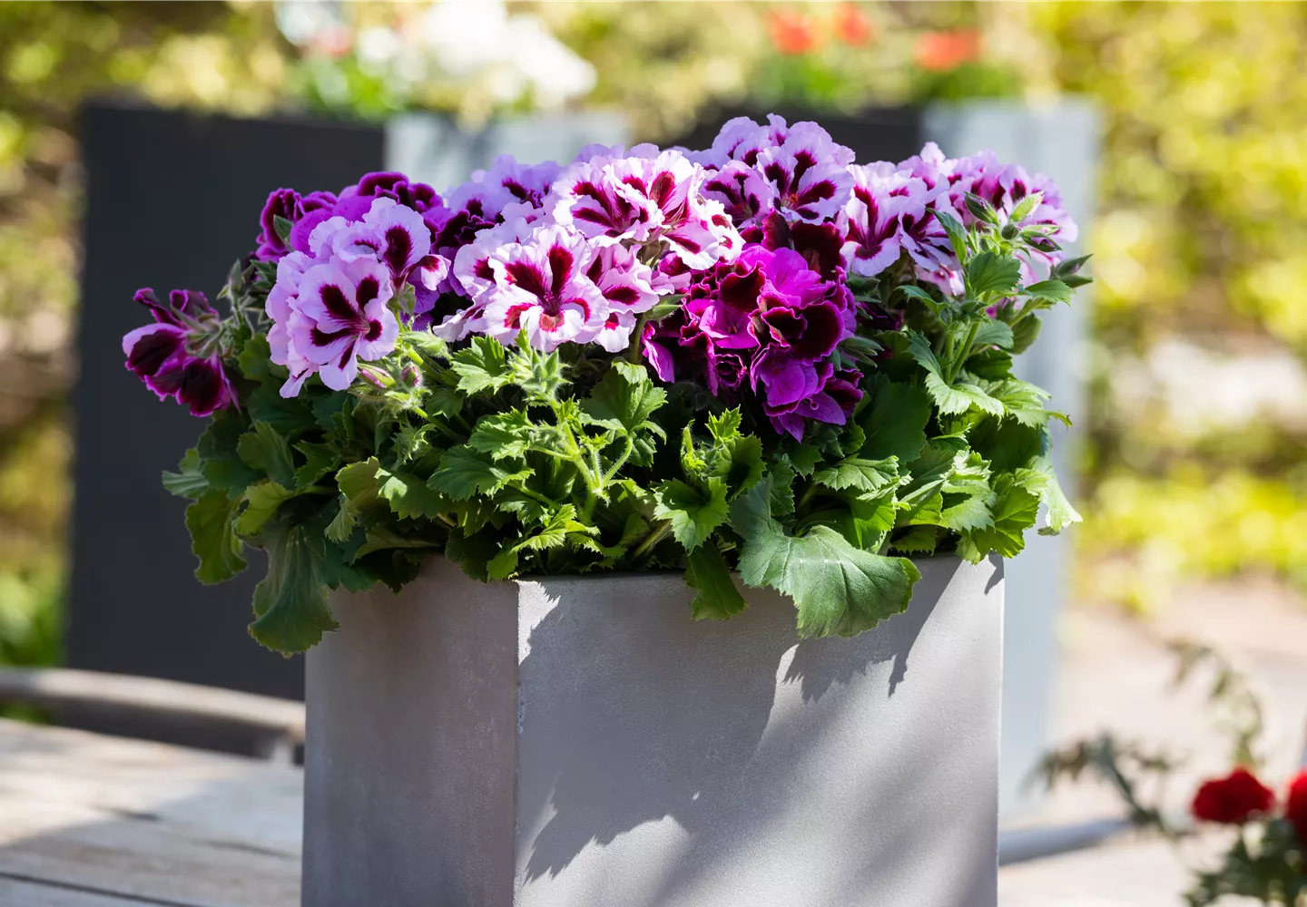 Bepflanzter Kübel im Gartenambiente Bepflanzter Kübel im Gartenambiente
