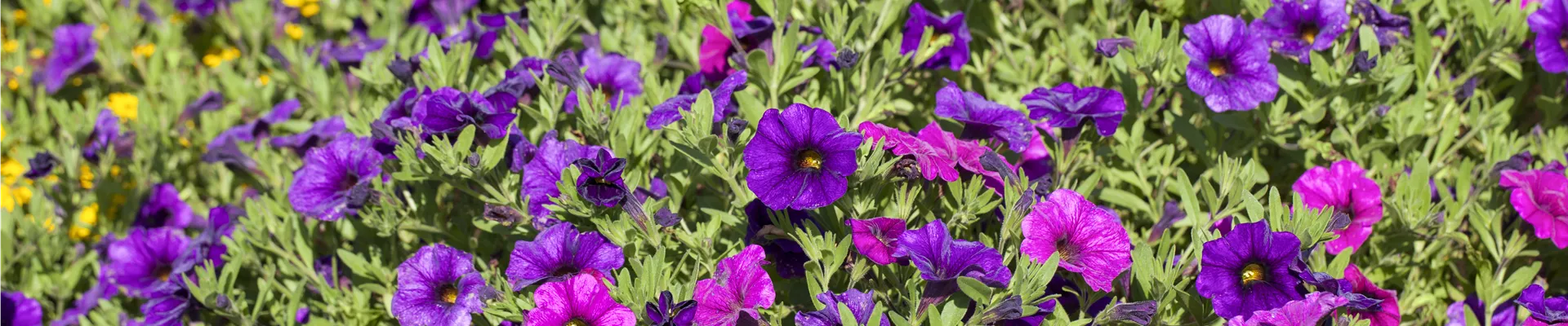 Petunia SUPERCAL™