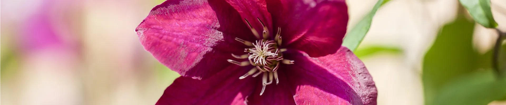 Clematis, rot