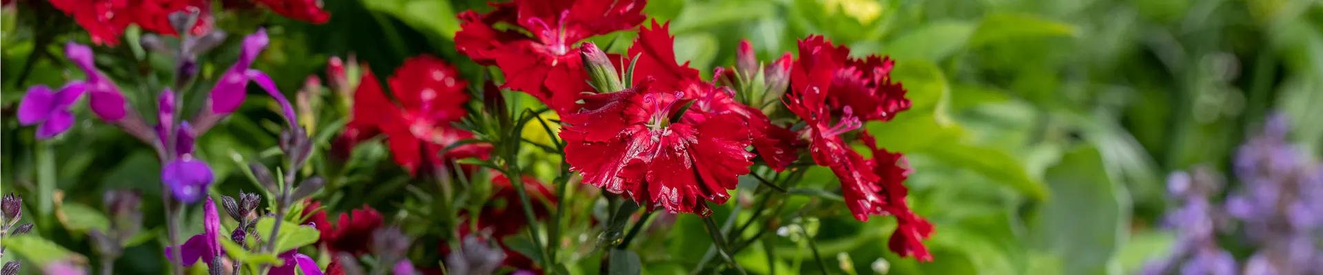 Dianthus barbatus SUMMER DIAMONDS