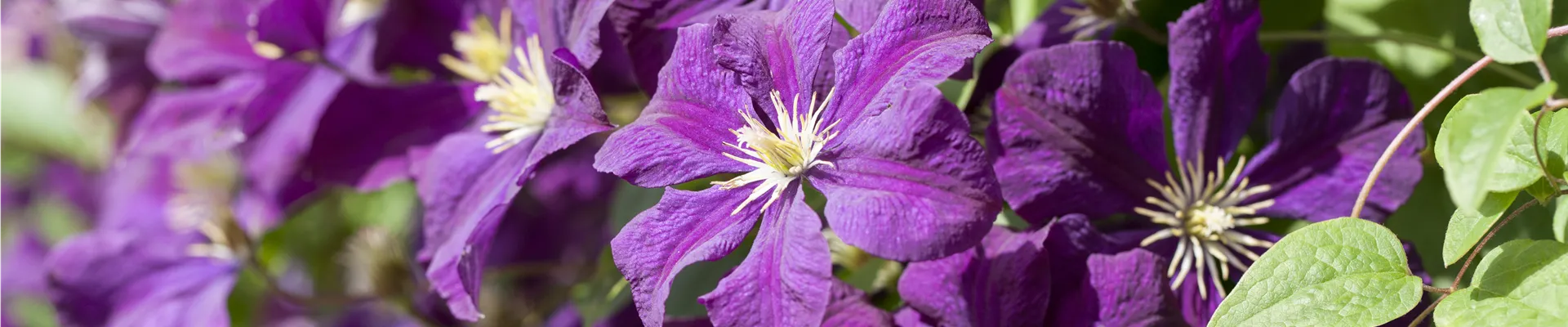 Clematis viticella 'Etoile Violette'
