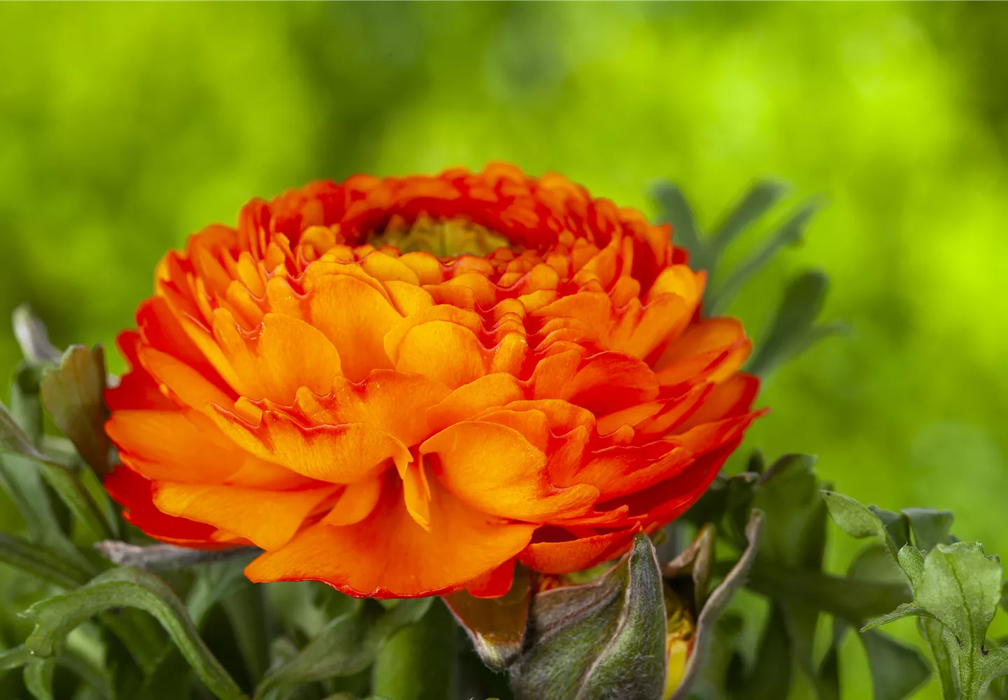 Ranunculus asiaticus, orange Ranunculus asiaticus, orange