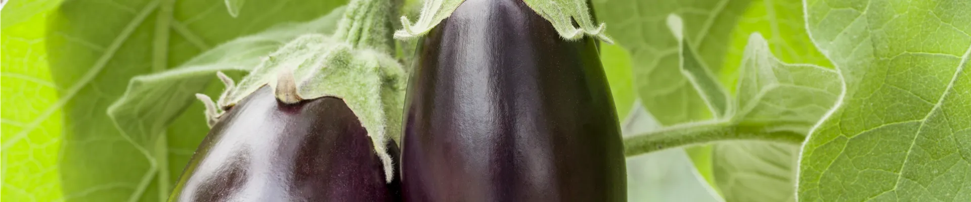 Solanum melongena