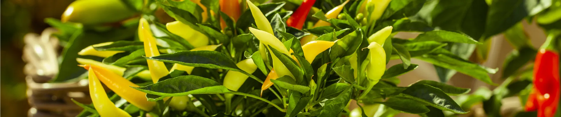 Capsicum annuum var. minimum