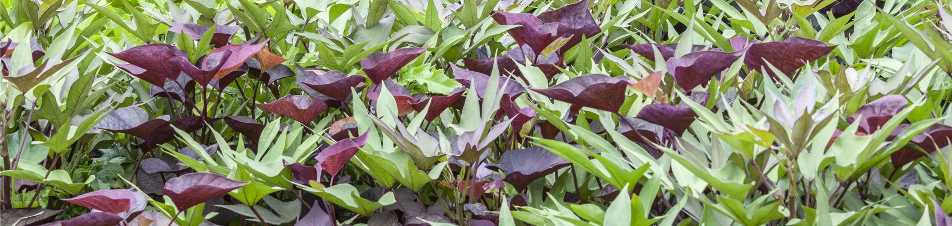 Beta vulgaris ssp. vulgaris 'Rote Kugel'