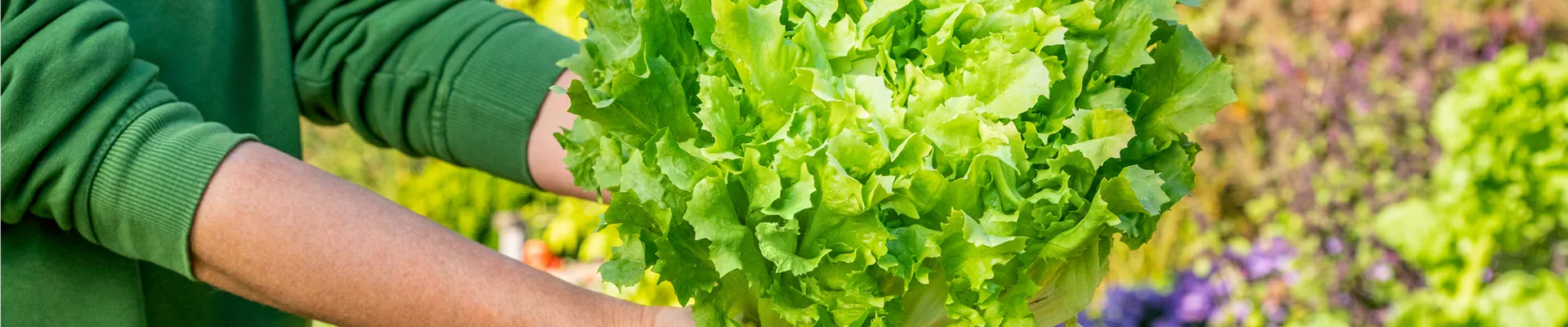 Gemüseernte - Salat