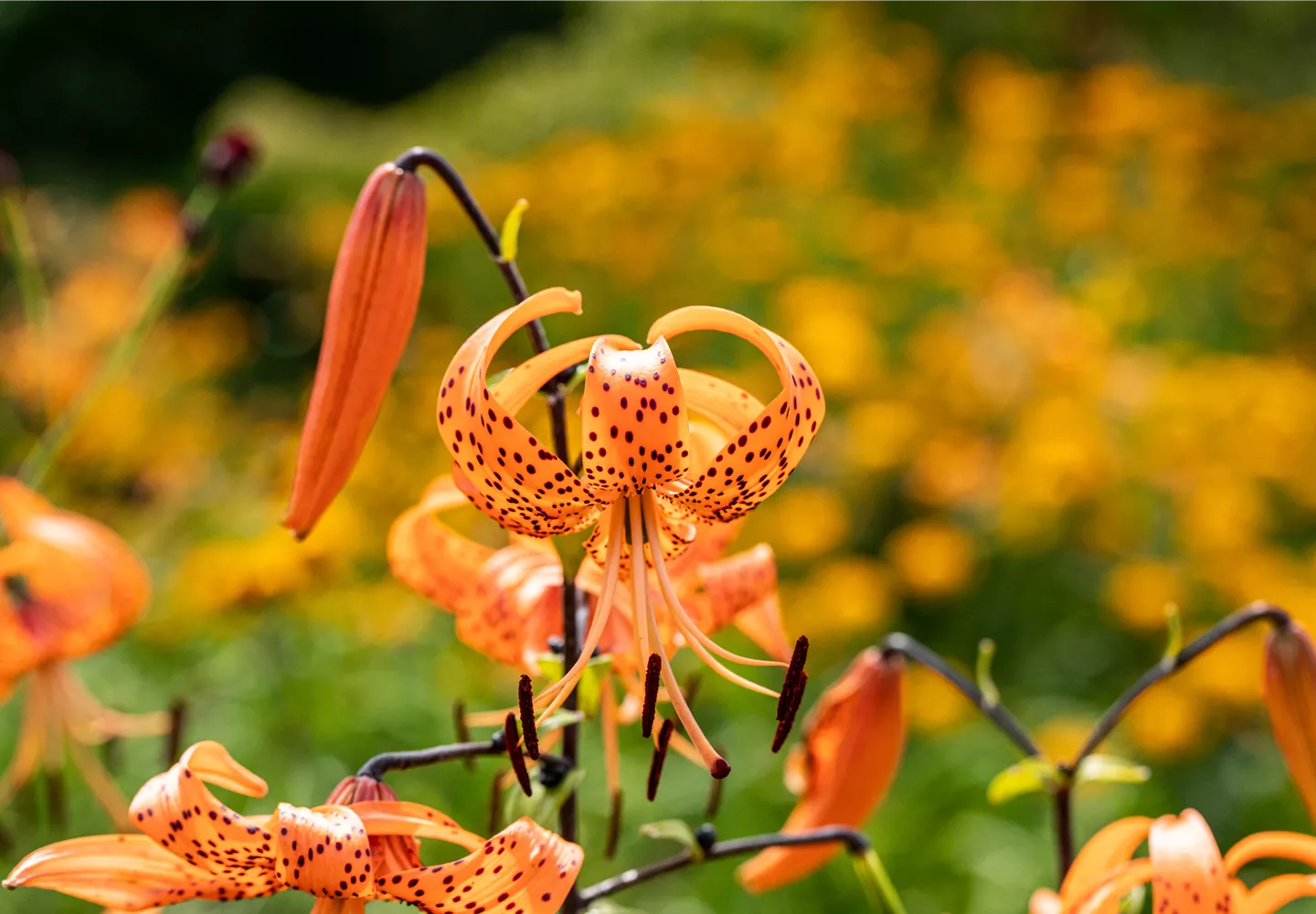 Lilium lancifolium Lilium lancifolium