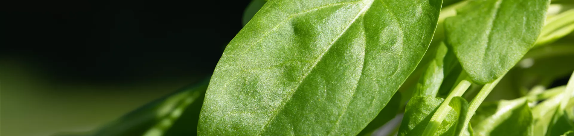 Spinacia oleracea